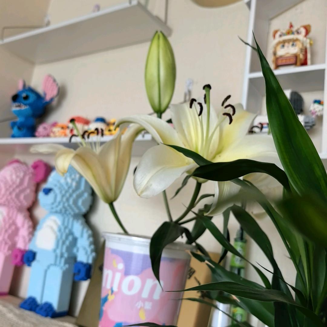 绽放吧！百合💞