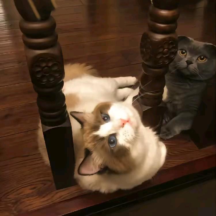 鱼