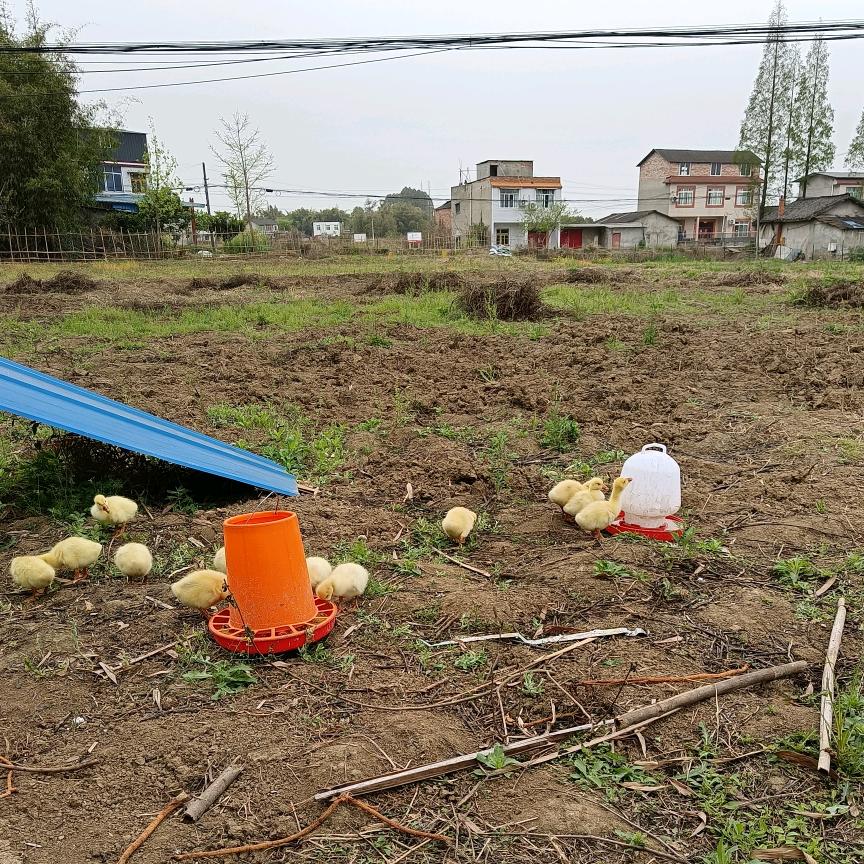 水多多农场