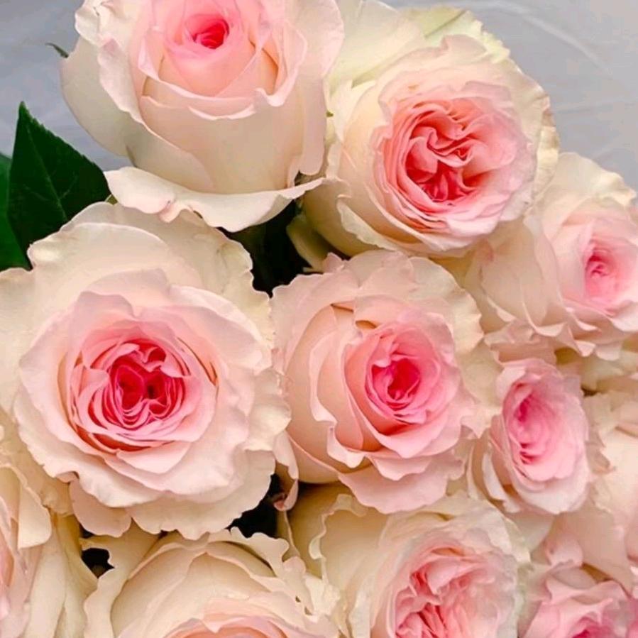 尔悦园林月季基地