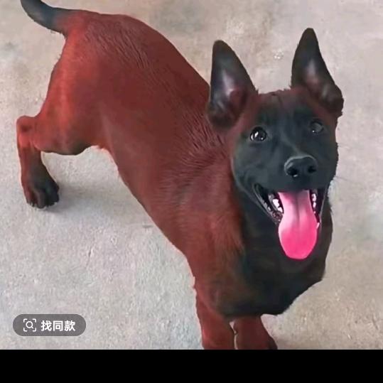 杨姐养犬.