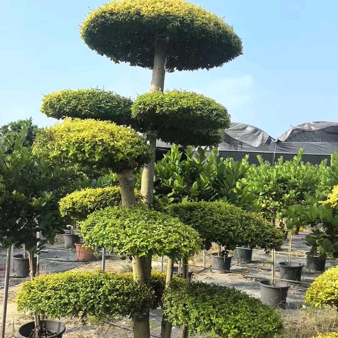 凯里冰锐花卉 基地直销 绿植批发 零售