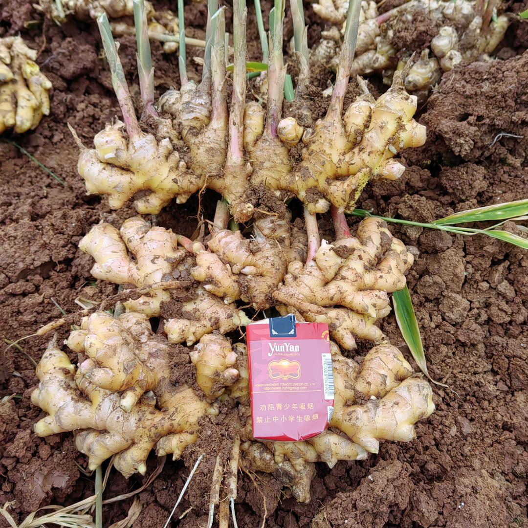 阿虎。。代收售农业产品