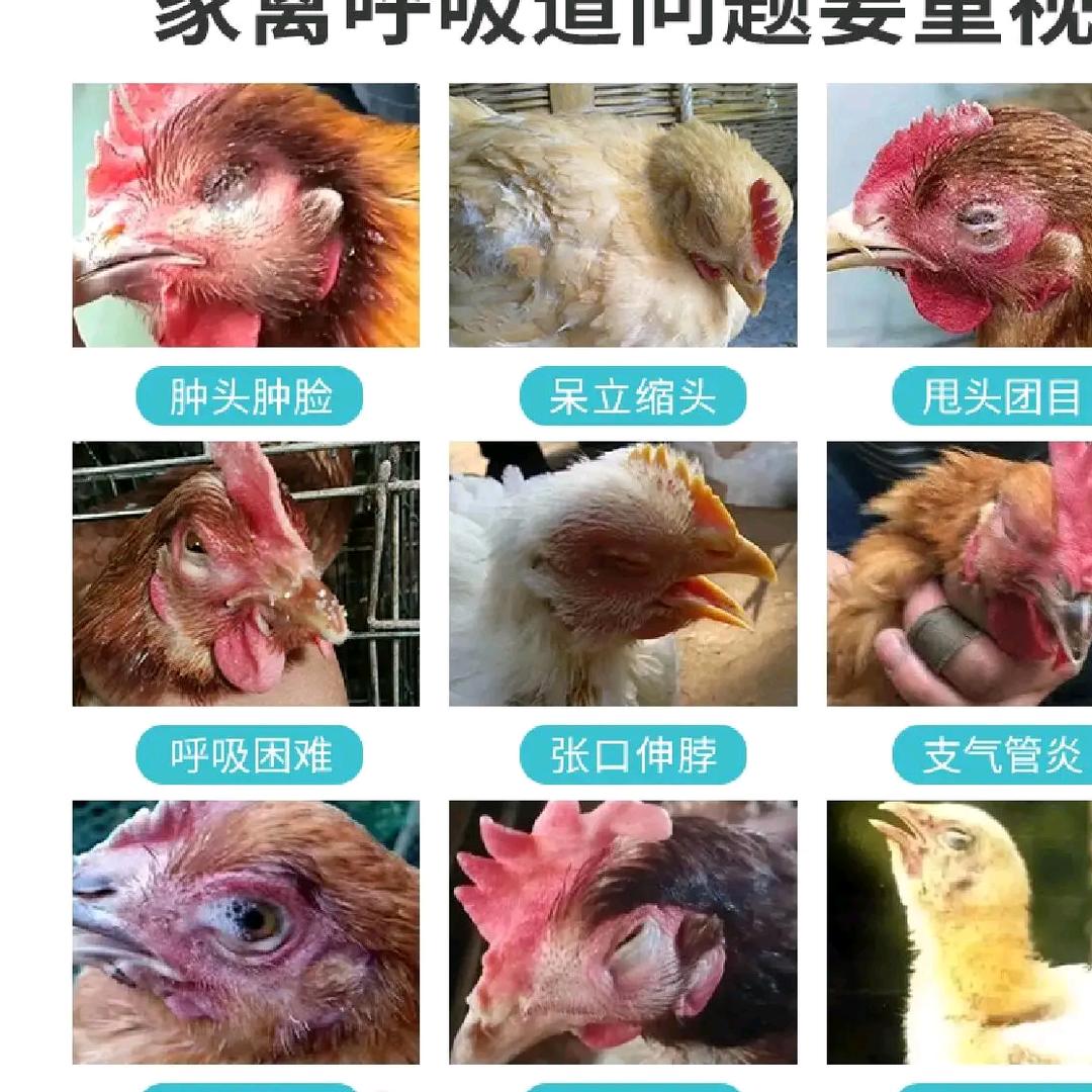 养殖咨询服务