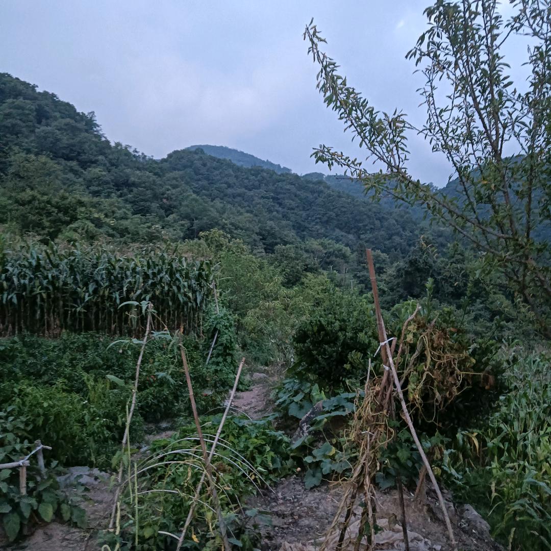 平淡的心。