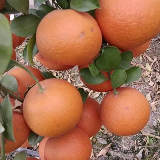 树之缘嫁接师~阿伟