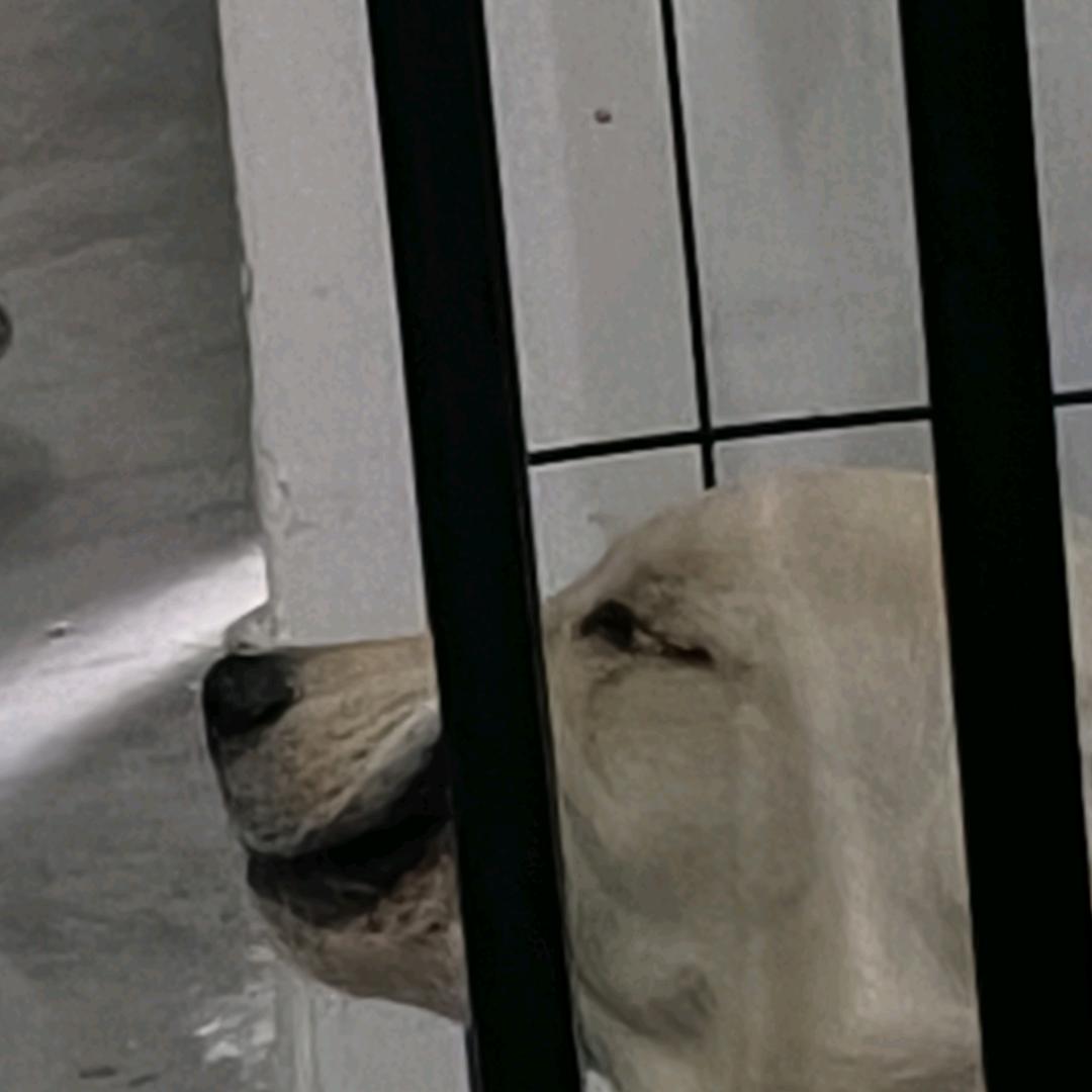 中单锅包肉