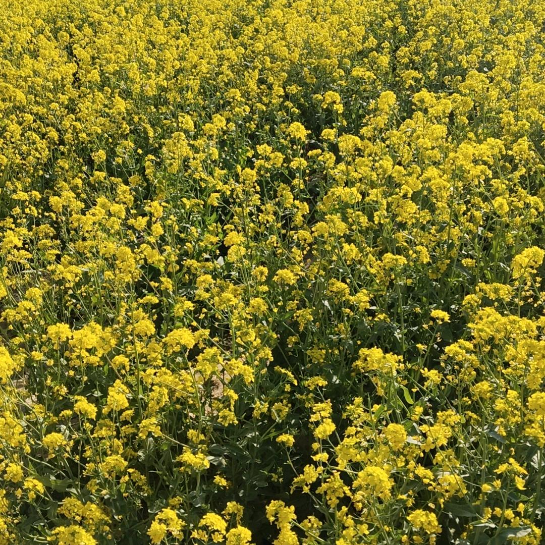 风飞燕