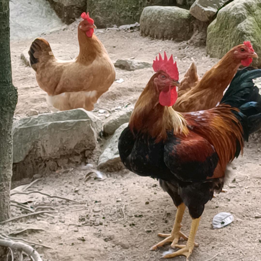 仓荣农业助农顺哥