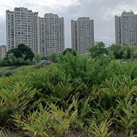 陈和银，一条龙服务