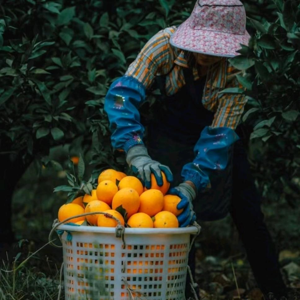 果树柑橘高产小瑞