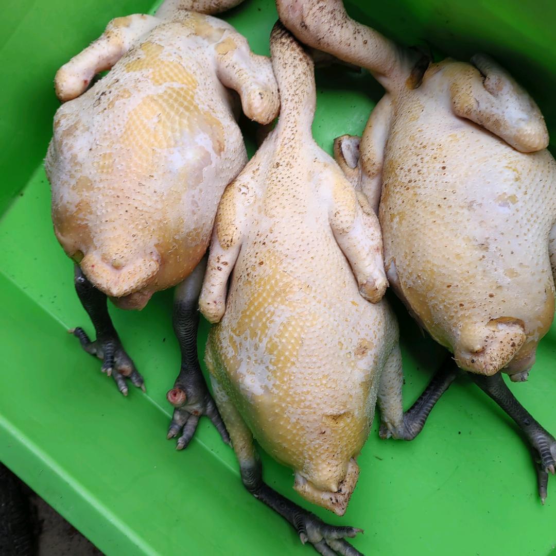 专业养鸡妹