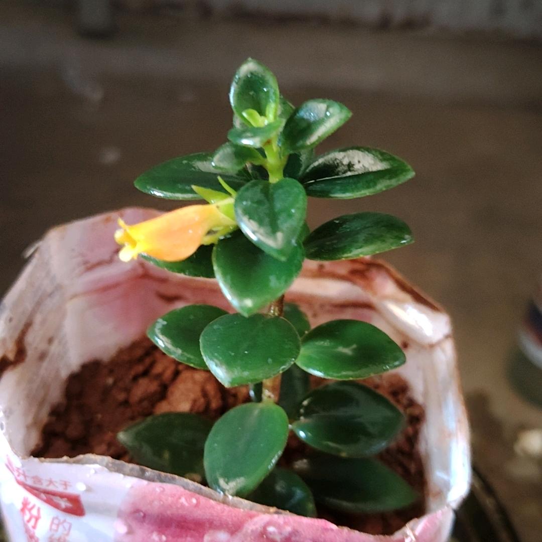 🌷668