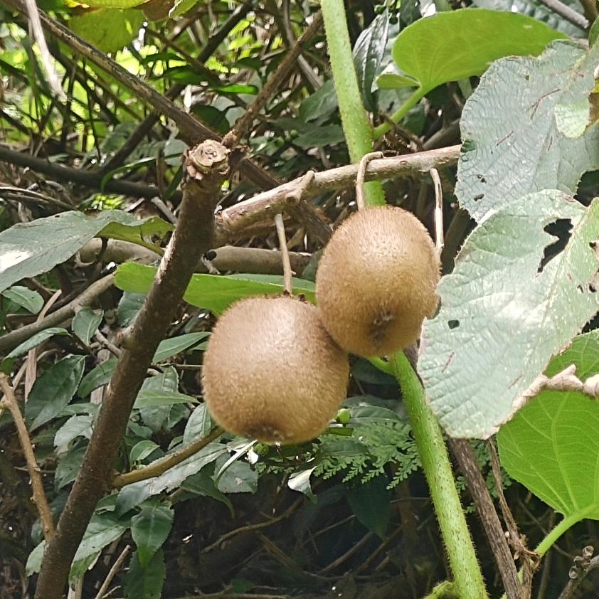 超级猕猴桃🥝