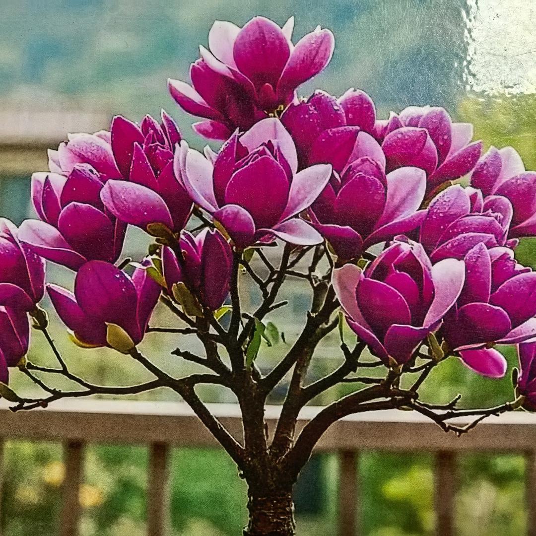 天桥园林绿化创意屋