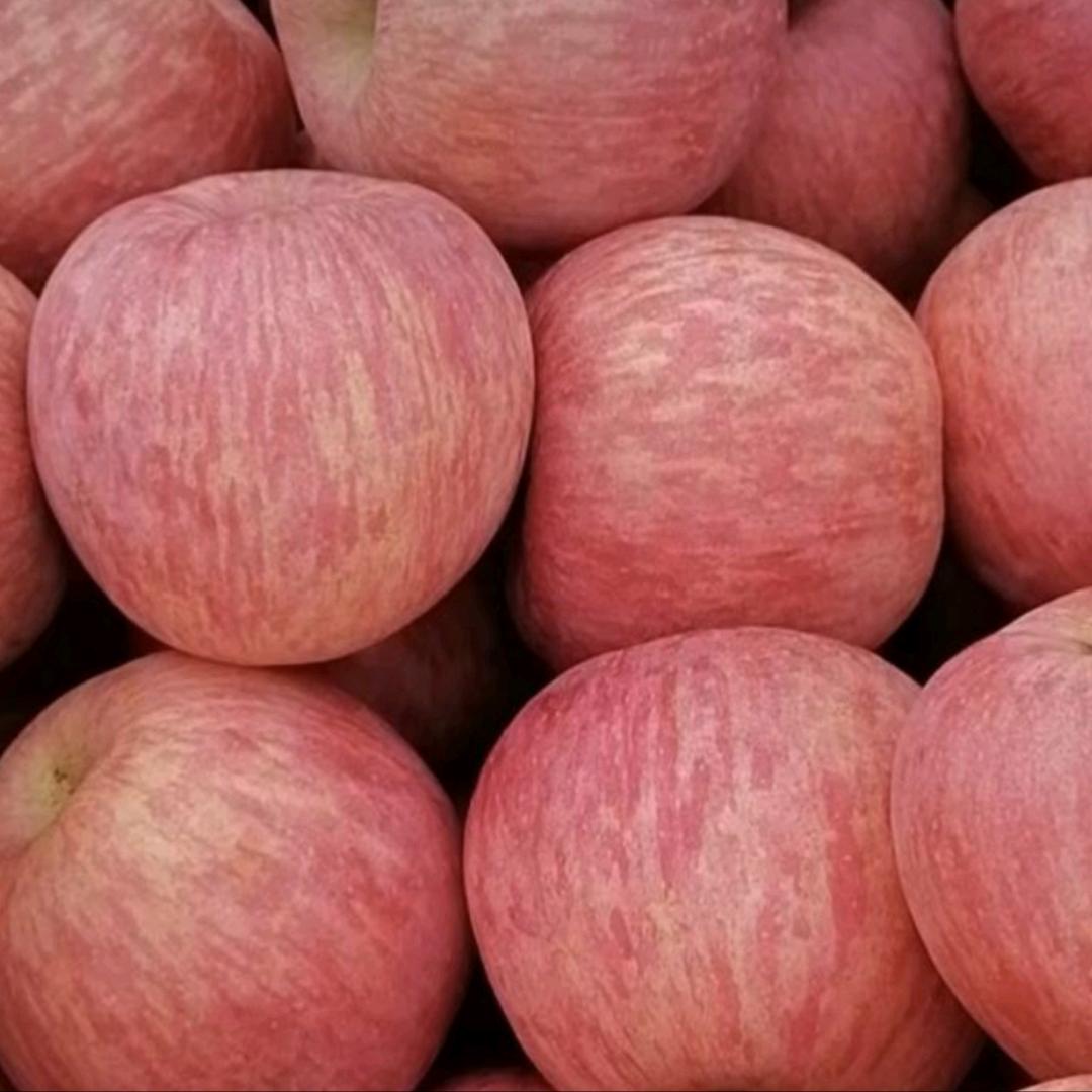 烟台栖霞富士苹果@福盛