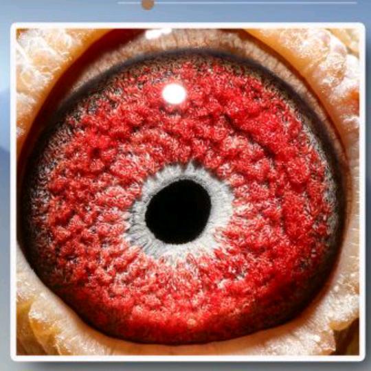 金凤鸽舍—赵东辉