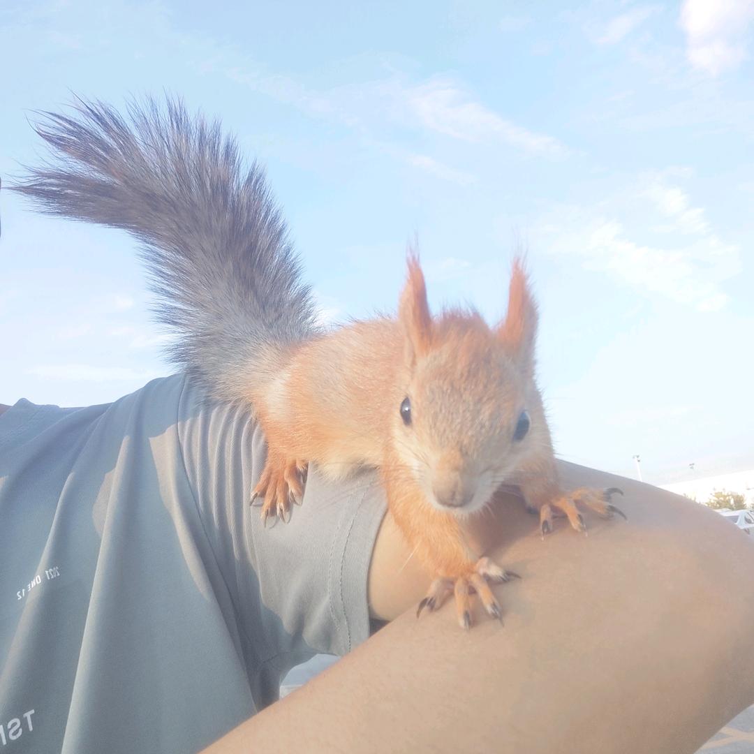 一只很有灵性的“来福”小鼠