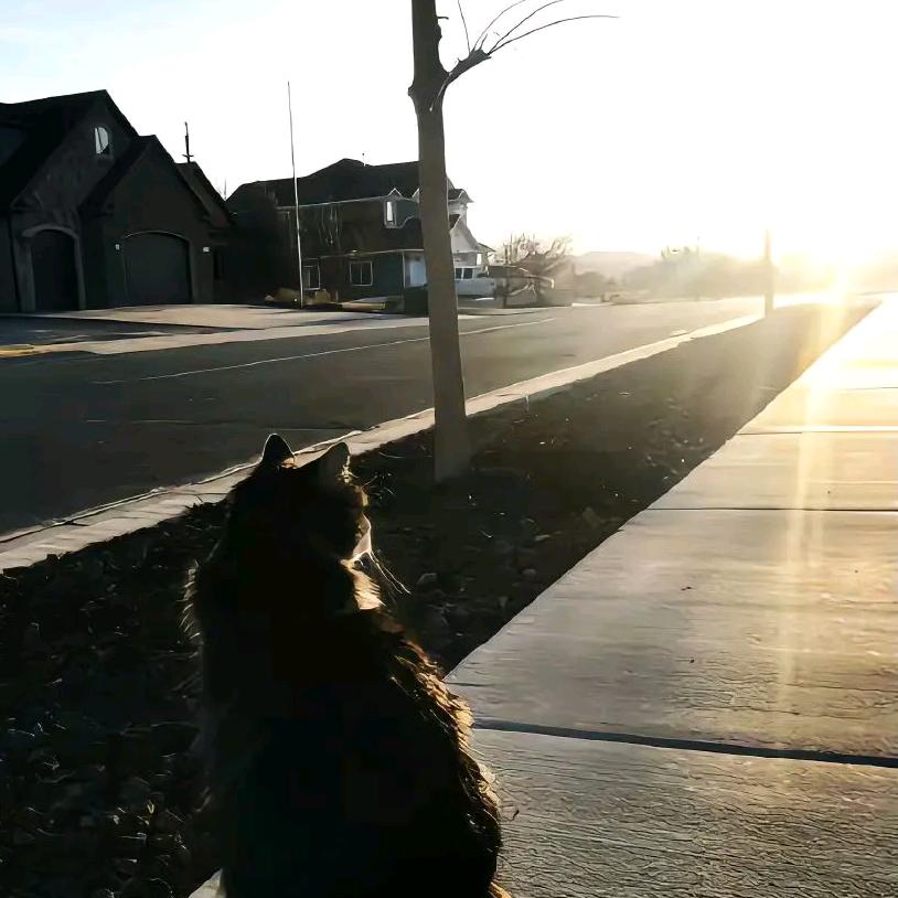 枪马骂枪别骂我#47785