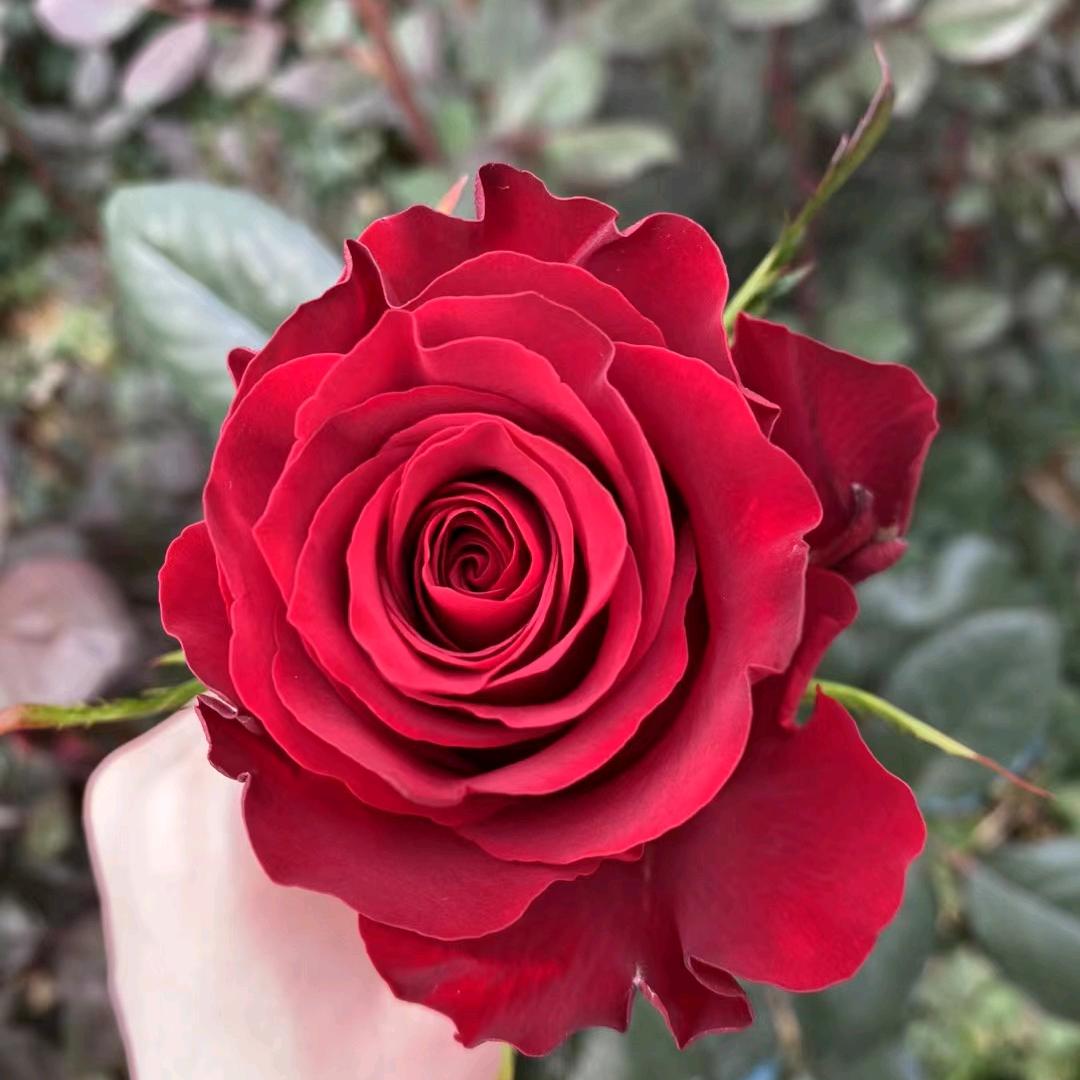 花先生鲜花批发