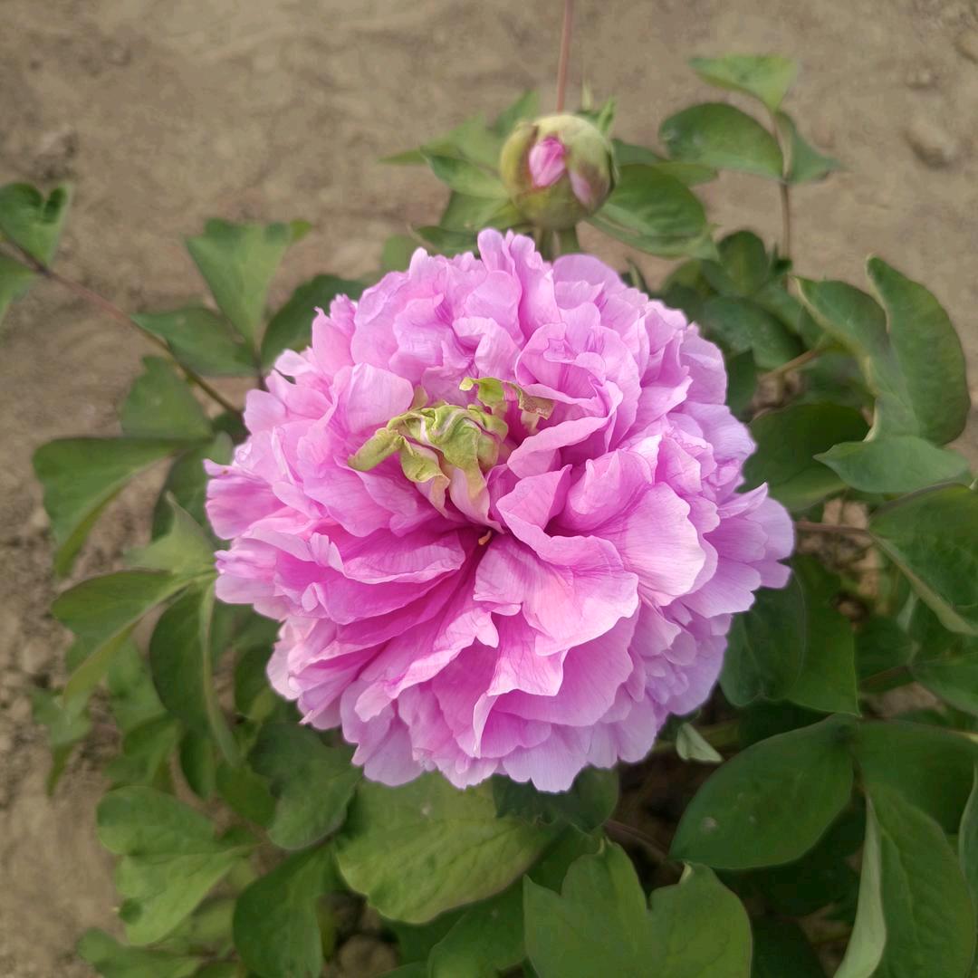 一蓑烟雨¹⁵³⁷