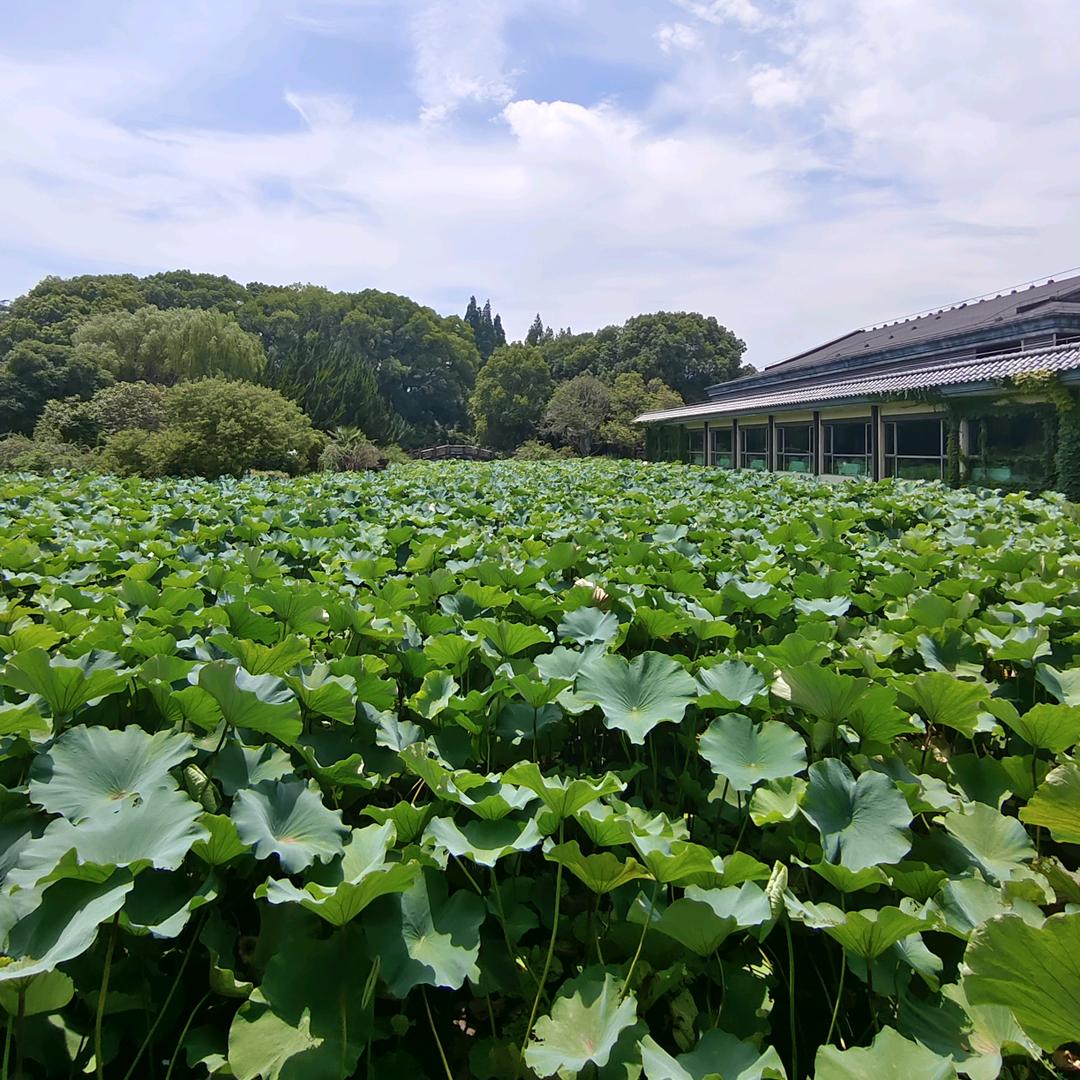 阿阮ruan