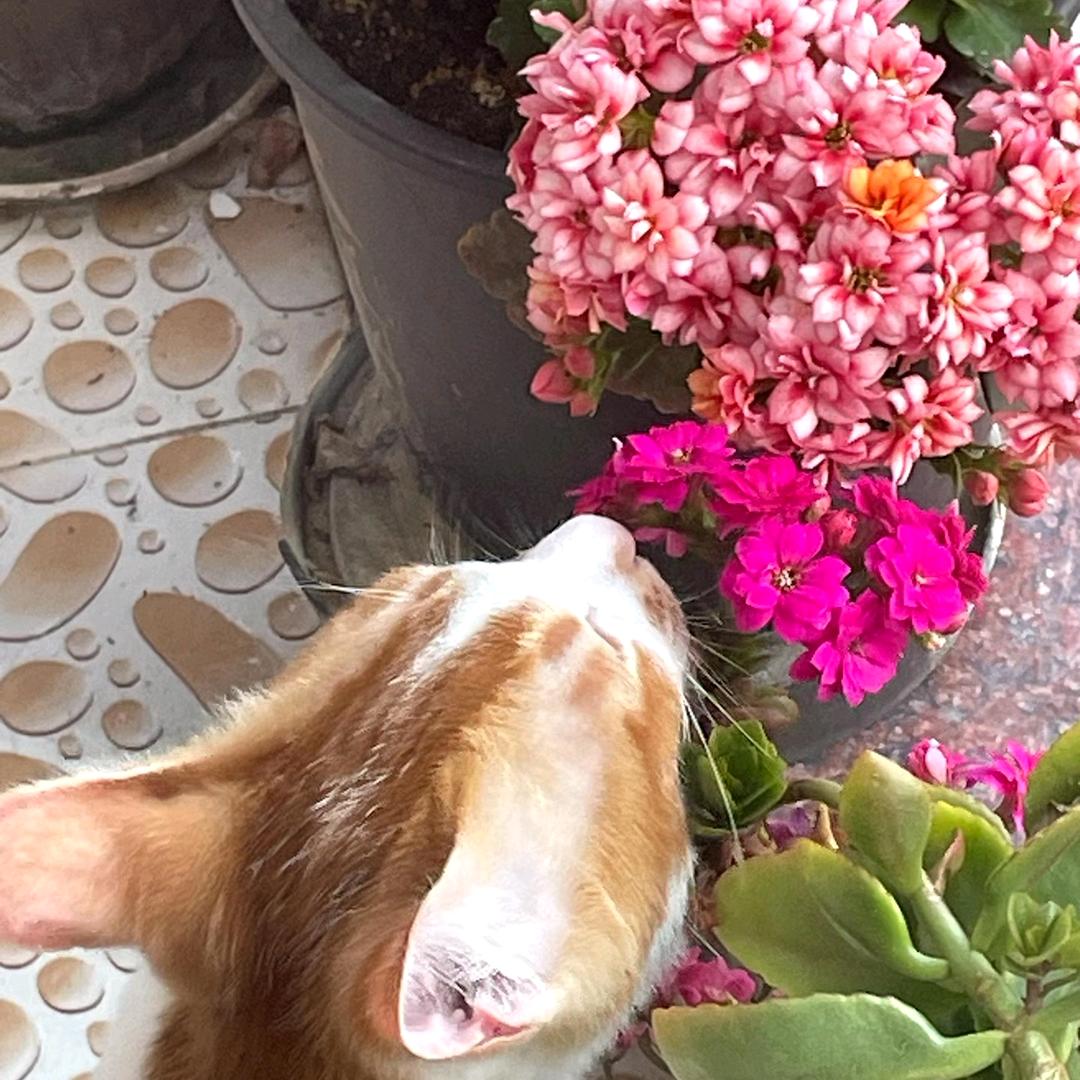 我叫罗汤圆！！！