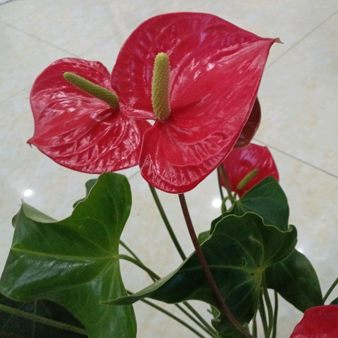 清莲