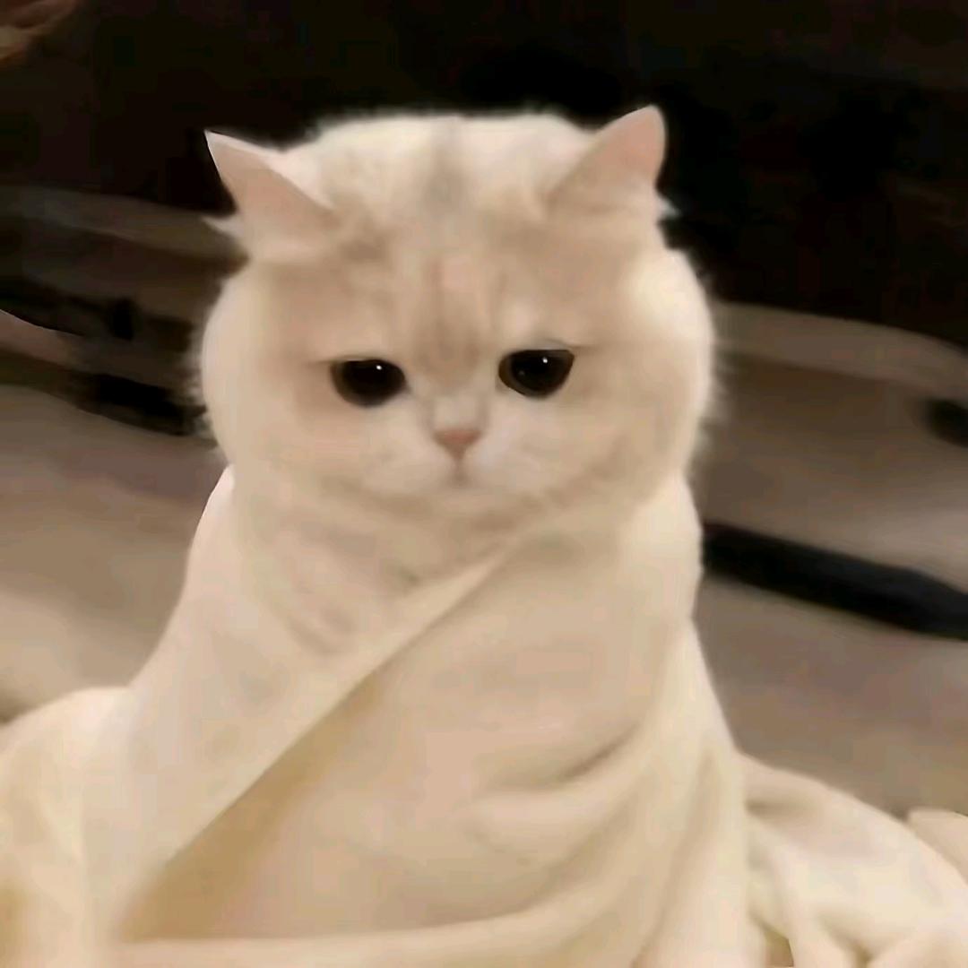简单喵两句