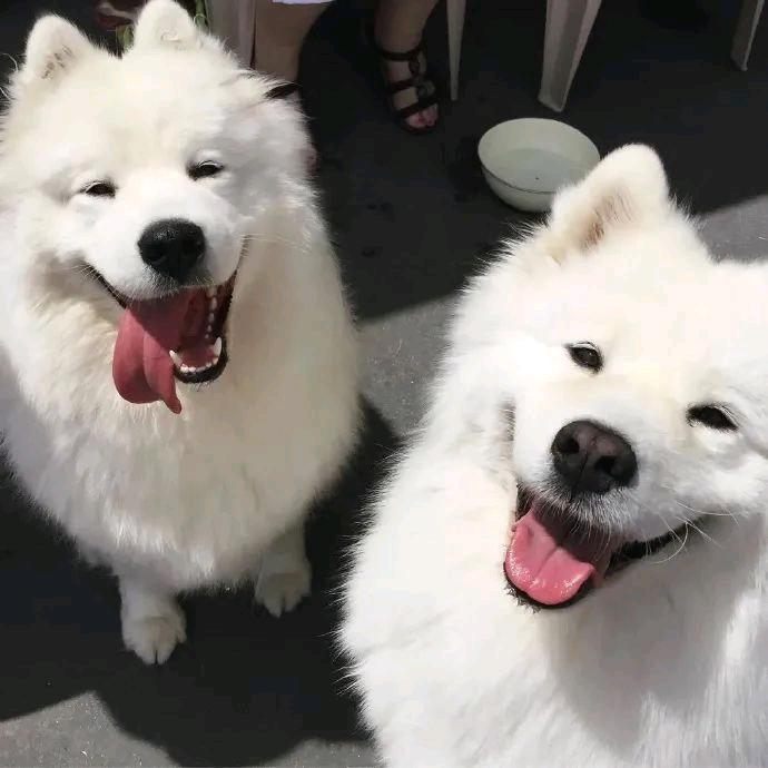 尼