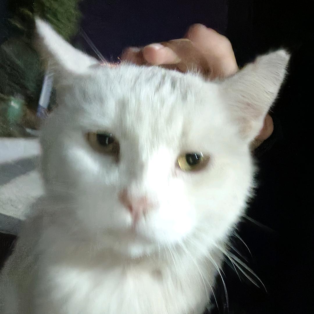 冰糖苦荞..
