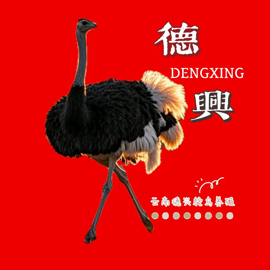 云南德兴鸵鸟养殖