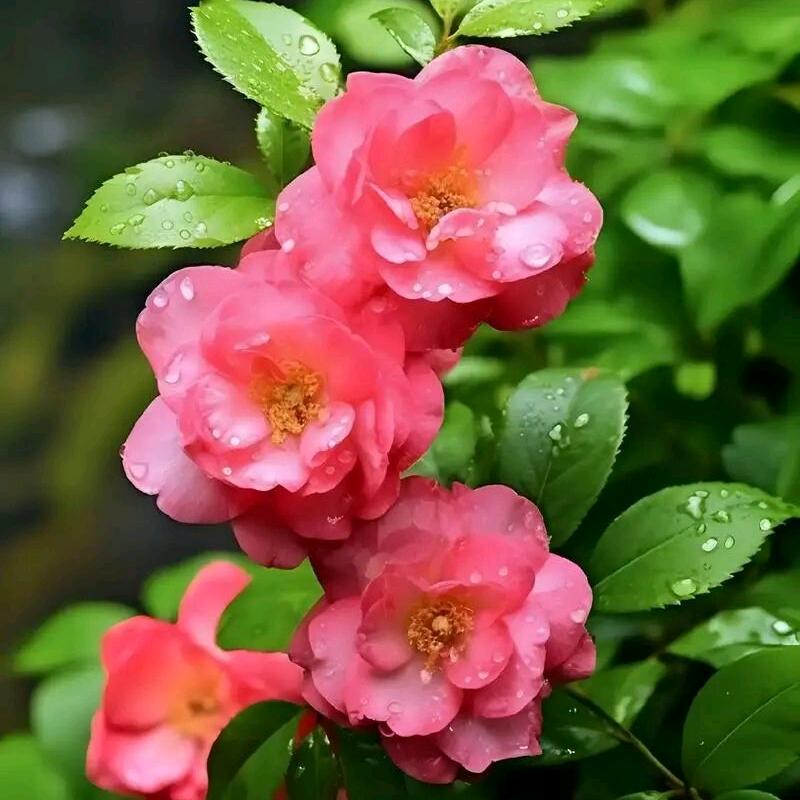 🌞春暖⁵²⁷⁷🌞（经典老歌集结号）