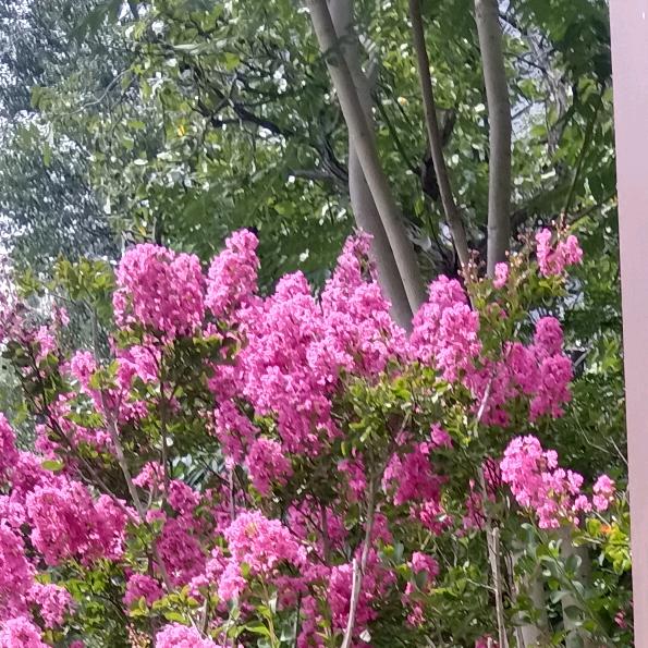 明天更美好🍎🍎🍎