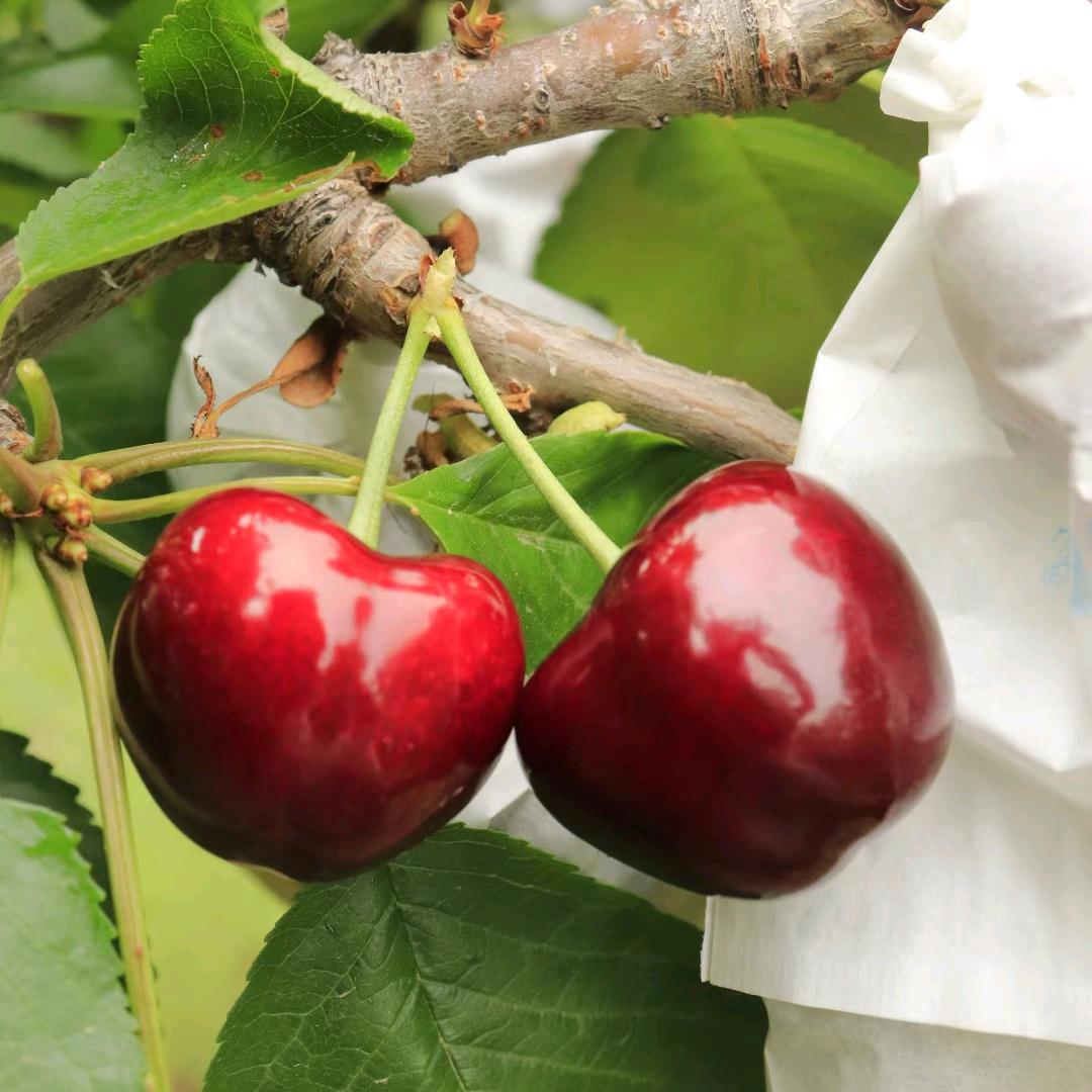 天水大樱桃🍒