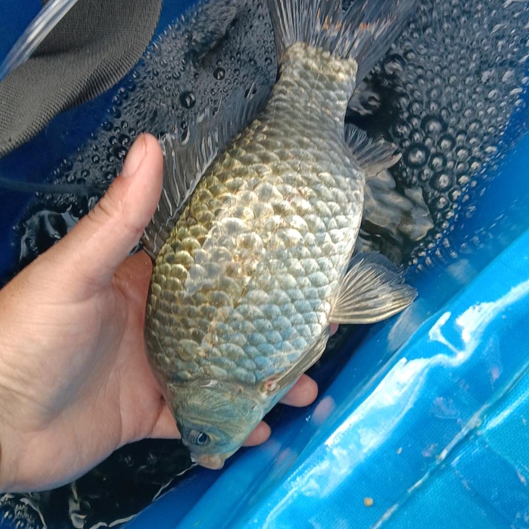 阿林🎣荒野垂钓