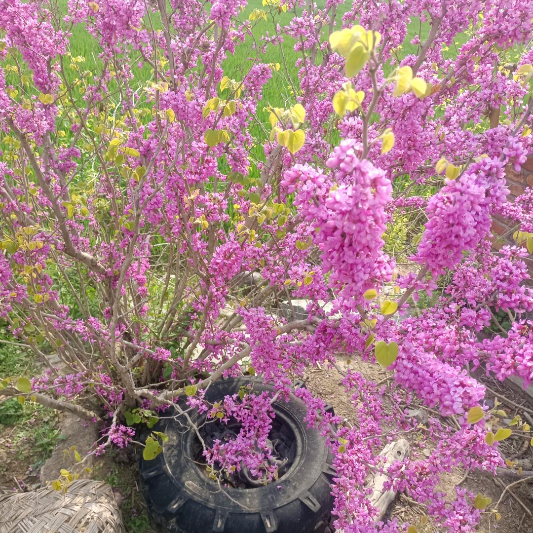 桃枝夭夭【拒绝私聊】