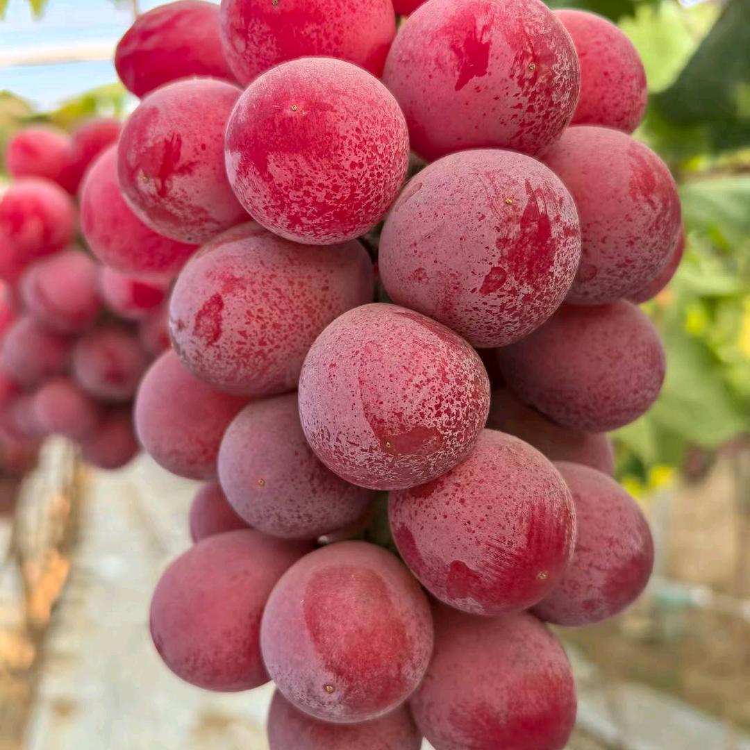 浙江金华.葡萄苗