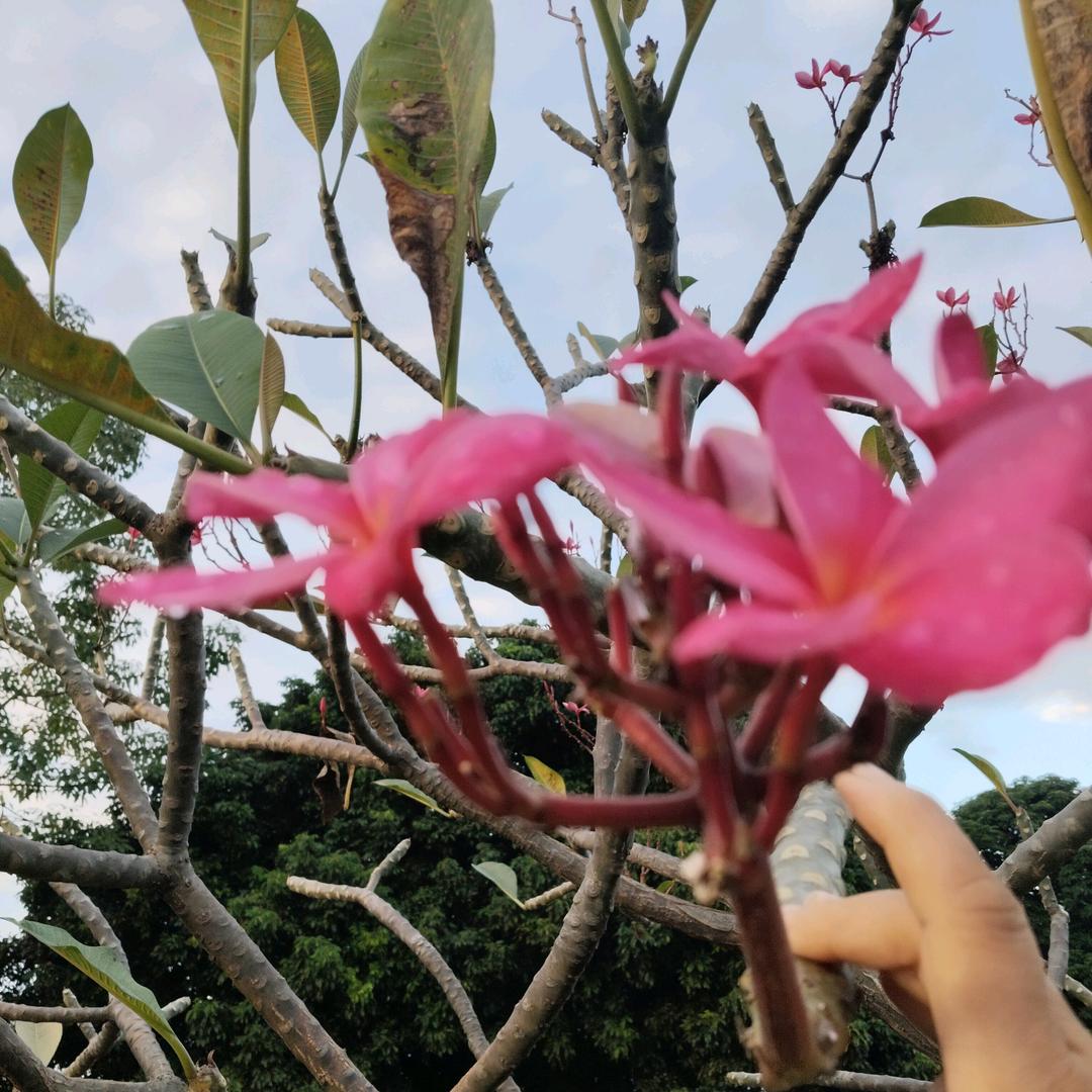 玉蓝