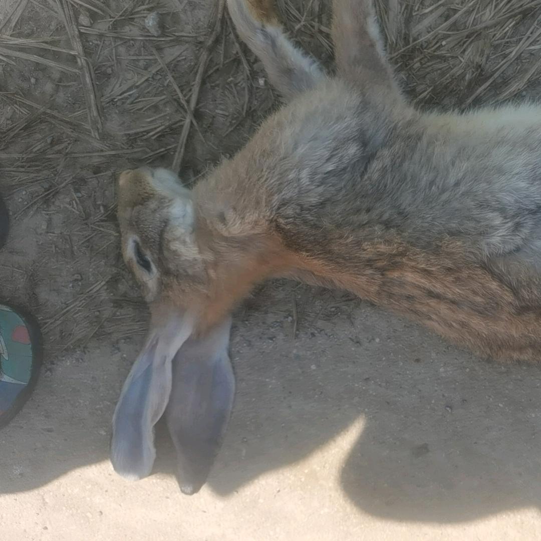 兔兔才是我的宝