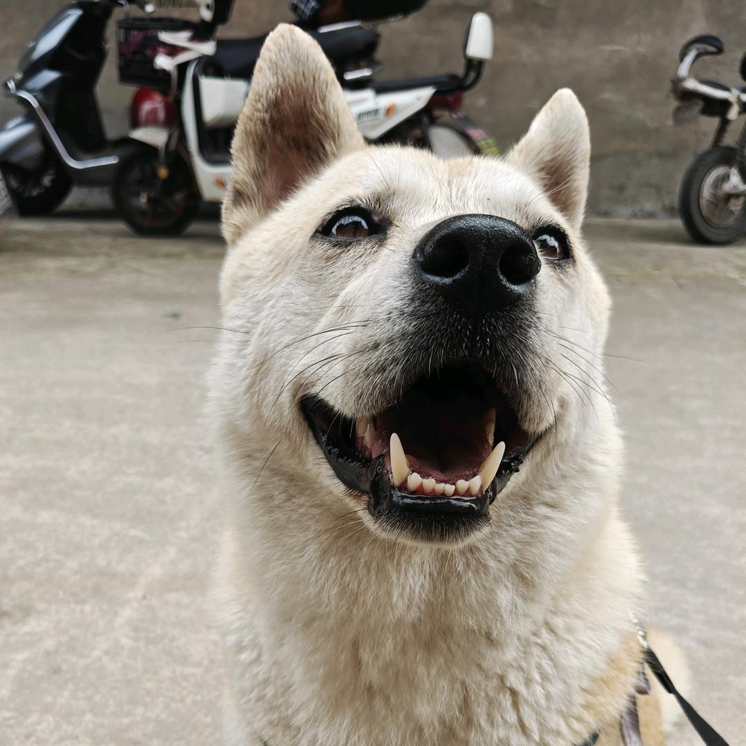 可樂