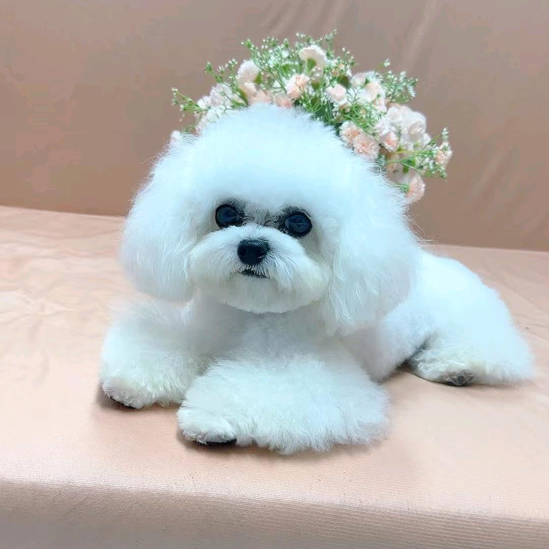 大萌主宠物