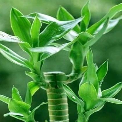 刘义华《3号，永远疼你》