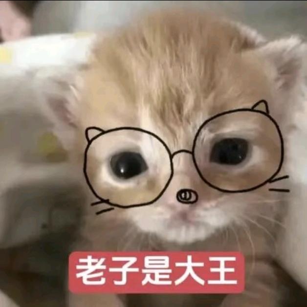 养胃小猫