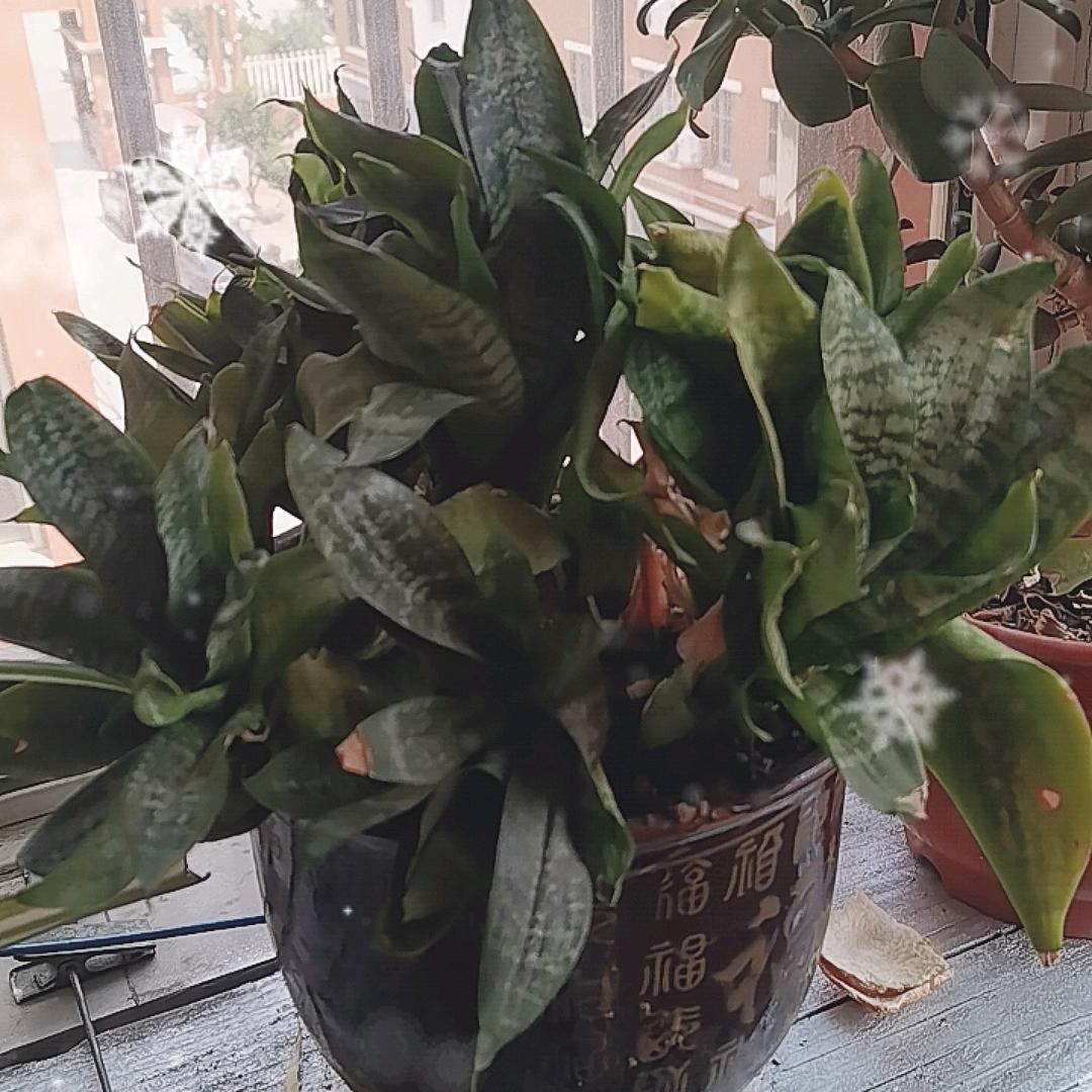 诚信百货（早7.30）