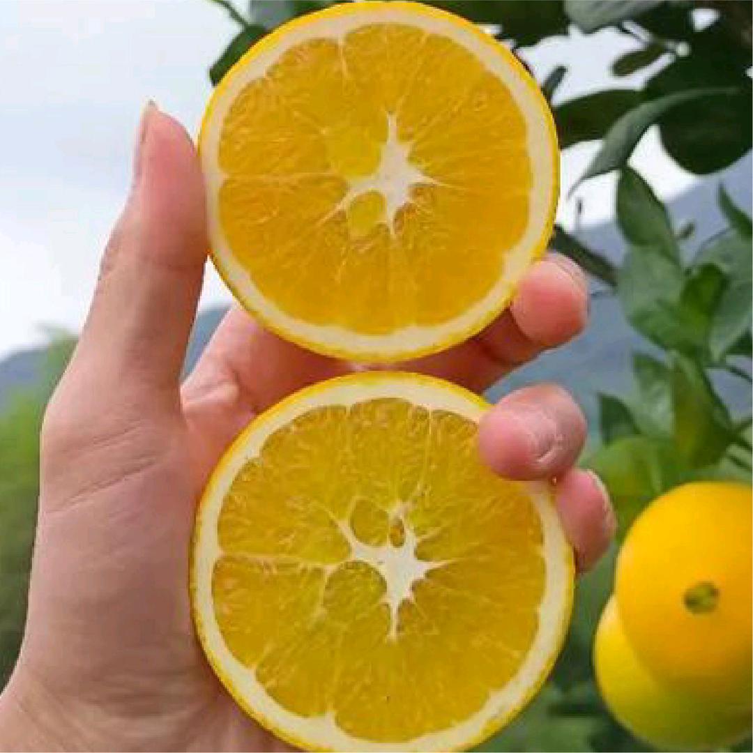 平平果蔬生鲜
