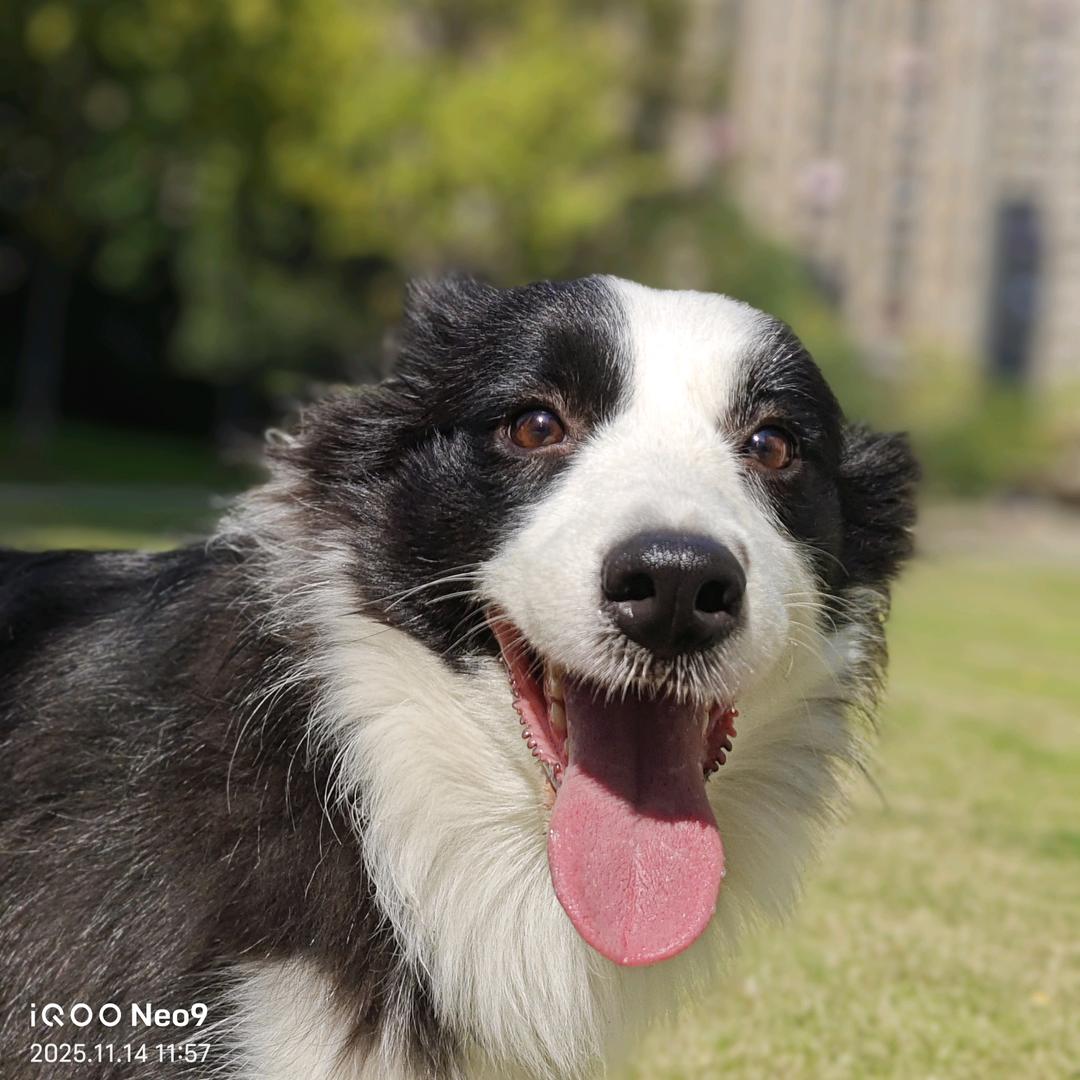 她说他说它说（要🐶刘☎️）