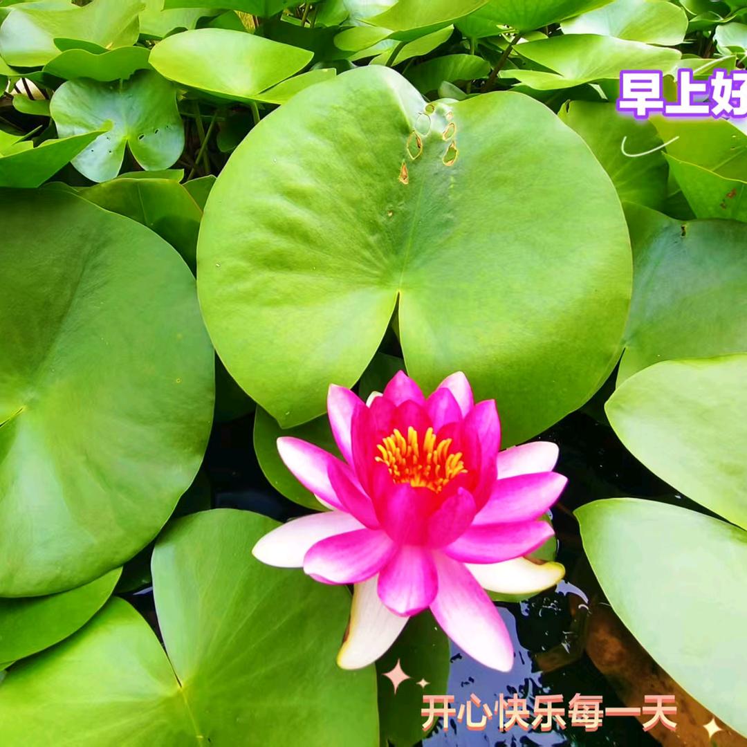 大笨蛋！