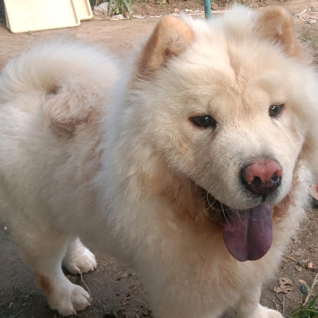 滑县宠物犬舍