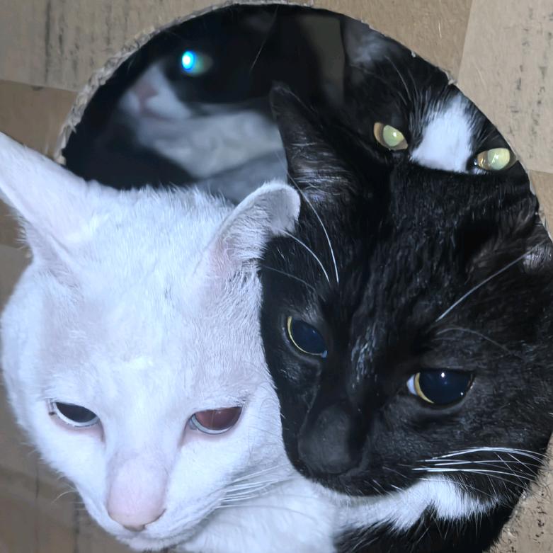 猫队长！